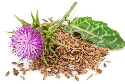 Milk Thistle seed 