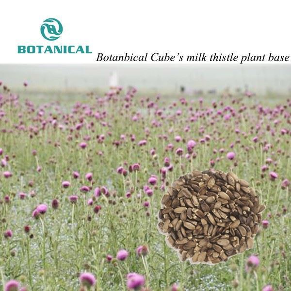 Botanbical Cube milk thistle plant base