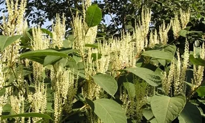 Hvad er Polygonum Cuspidatum-ekstrakt?