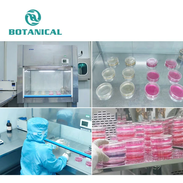 Fisetin Powder suppliers